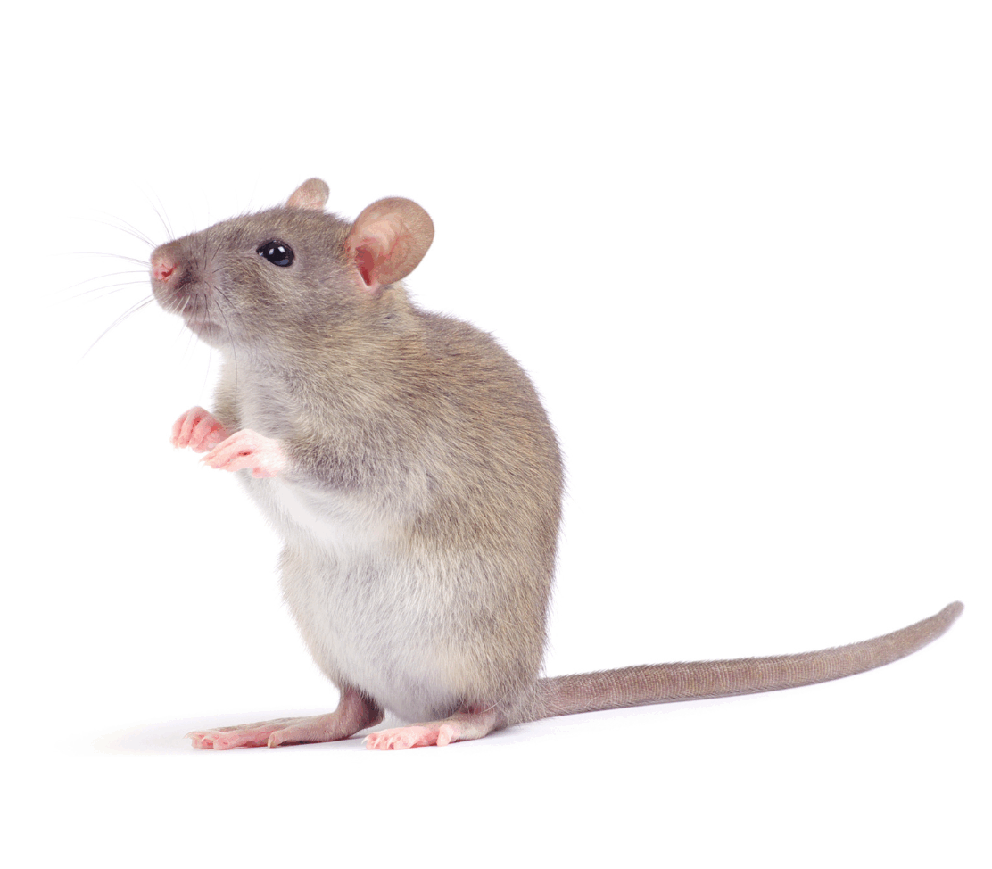 Blog di capparelliettore